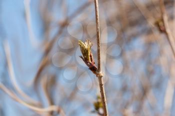 the opened buds on the trees
