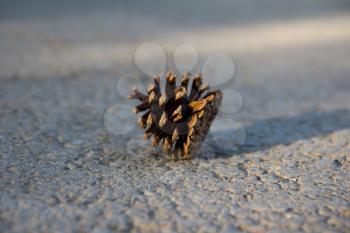 The cedar cone on the earth