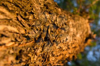  Tree bark in beams of the evening sun