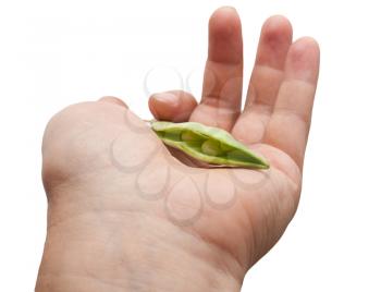 Green a string bean in a hand on a white background