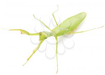 green mantis on a white background