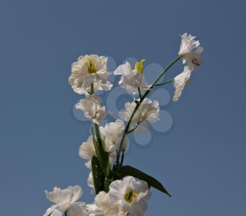 white artificial flowers against the blue sky