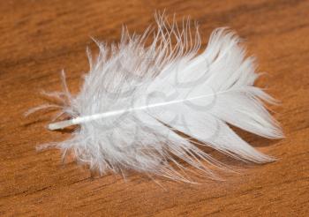 feather on a wooden background