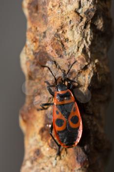 Fire Bug (Pyrrhocoris apterus)