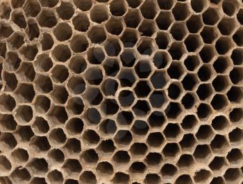 beautiful honeycomb , background