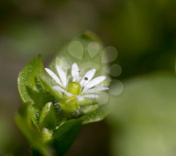 a small white flower. macro