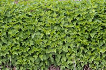 nettle background in nature