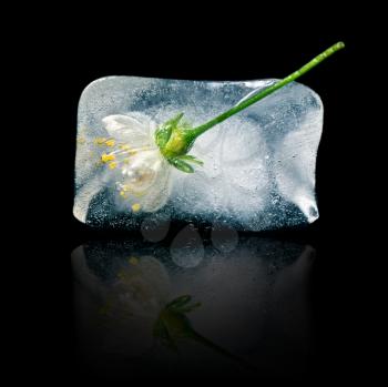 flower in ice cube on a black background