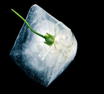 flower in ice cube on a black background