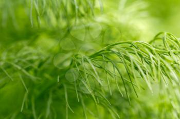 background of fennel plants