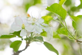 beautiful flowers of apple trees. macro