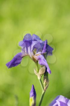 beautiful iris flower in nature