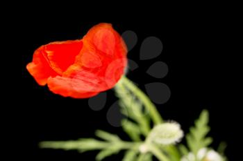 Red poppy on a black background