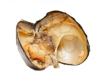 oyster shell as a background