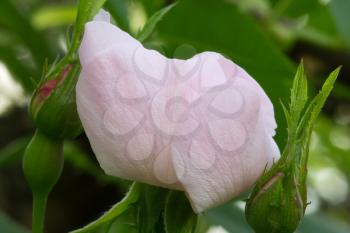 flower on the wild rose in nature