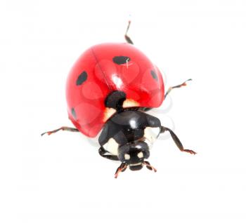 ladybug on a white background. macro