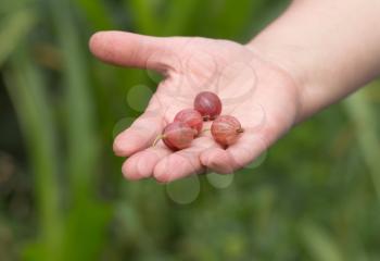 gooseberries in hand