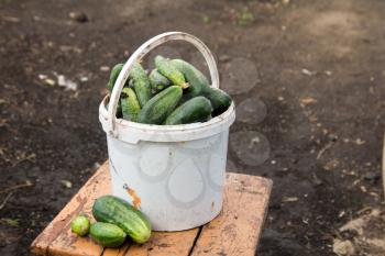 cucumbers in white bucket