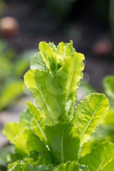green lettuce leaves in nature