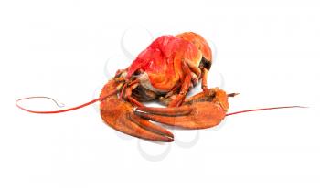 red crayfish on a white background