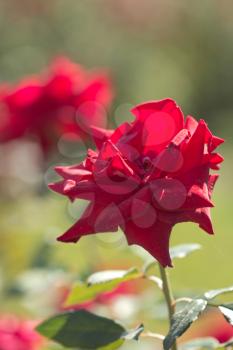 red rose in nature