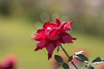 red rose in nature