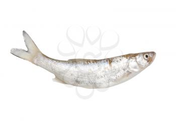 fish isolated on a white background