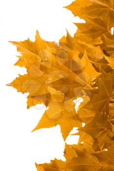 yellow maple leaves on a white background