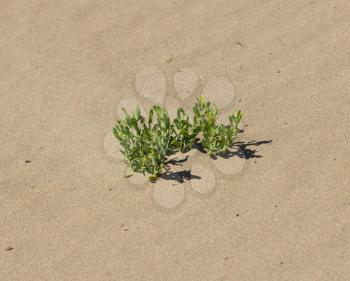 grass growing in the sand