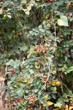 wild rose in nature