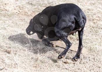 Dog playing with a stick on nature