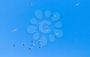 A flock of pigeons on a blue sky .