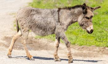 The donkey crosses the road in the village