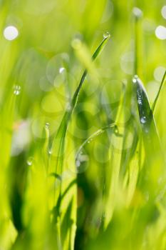 Green grass in the dew on the nature .