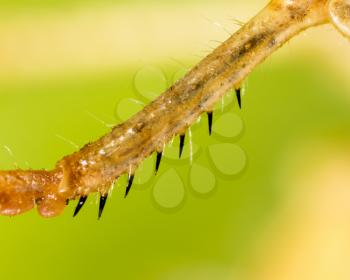 The grasshopper's paw on the nature. macro