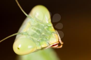 Portrait of a green mantis in nature .