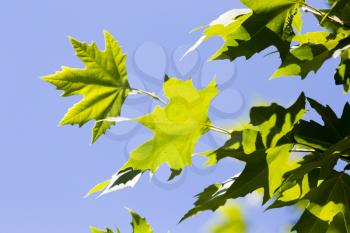 Green maple leaves on a tree in the nature .