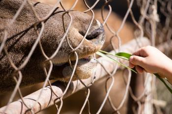 Man feeds the animal behind the fence at the zoo .
