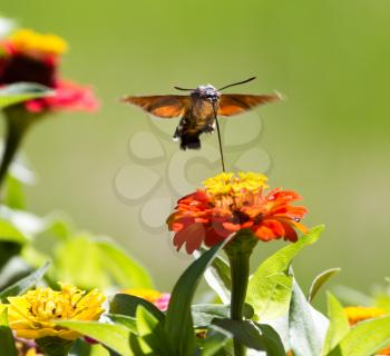 Butterfly in flight gathers nectar from flowers .