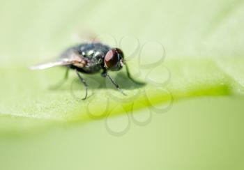 Fly on a green leaf in the open air .