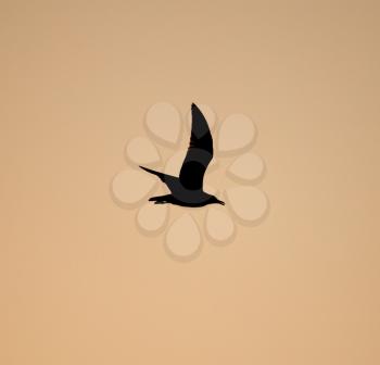 Silhouette of a bird in flight at sunset .