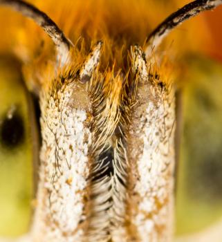 hair on the nose of a butterfly. macro