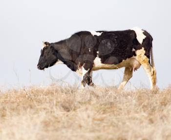 Cow on the pasture in the field