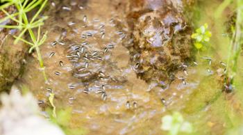 small bugs on the surface of the water .