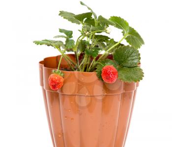 strawberry in a pot on a white background .
