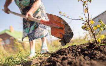 a woman digs a garden with a shovel .
