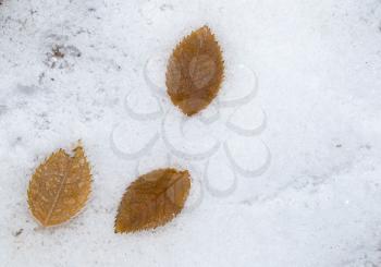 leaves in the snow outdoors