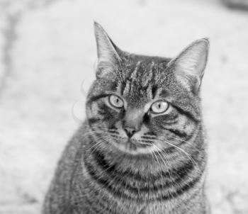 Portrait of a tabby gray cat