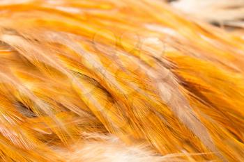 Rooster Feather background. fine texture