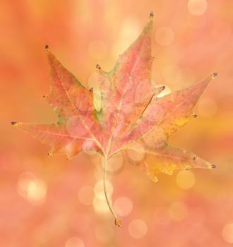 autumn leaf on abstract background